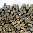 Kiedy współwłaściciel zwróci skradzione drzewo