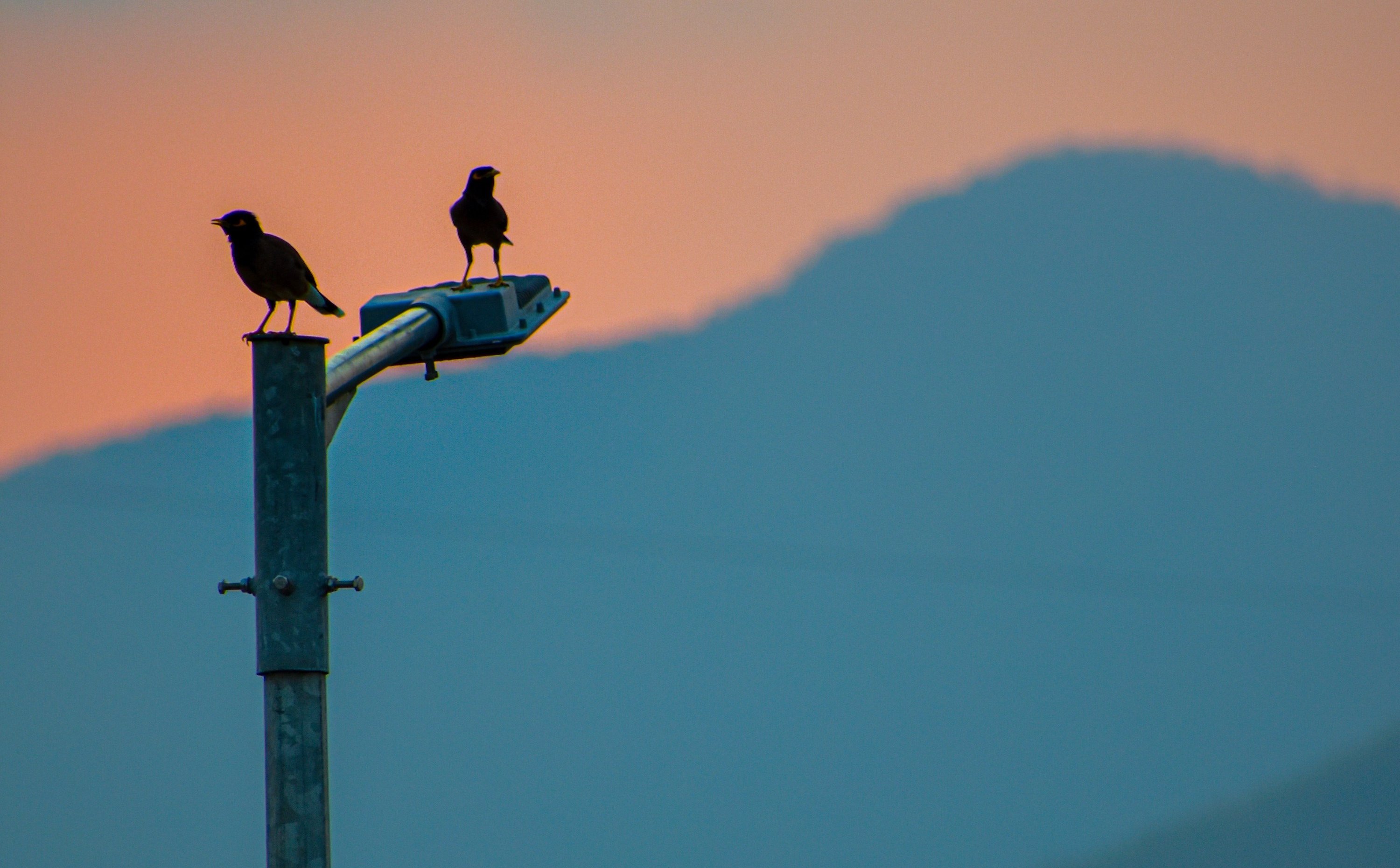 Ptaki coraz częściej cierpią na bezsenność. To wina wielkich metropolii