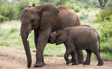 Kłusownicy przyspieszyli ewolucję słoni afrykańskich. Częściej rodzą się bez ciosów