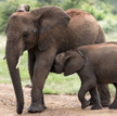 Kłusownicy przyspieszyli ewolucję słoni afrykańskich. Częściej rodzą się bez ciosów