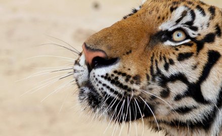 Kłusownicy w Indiach trują tygrysy