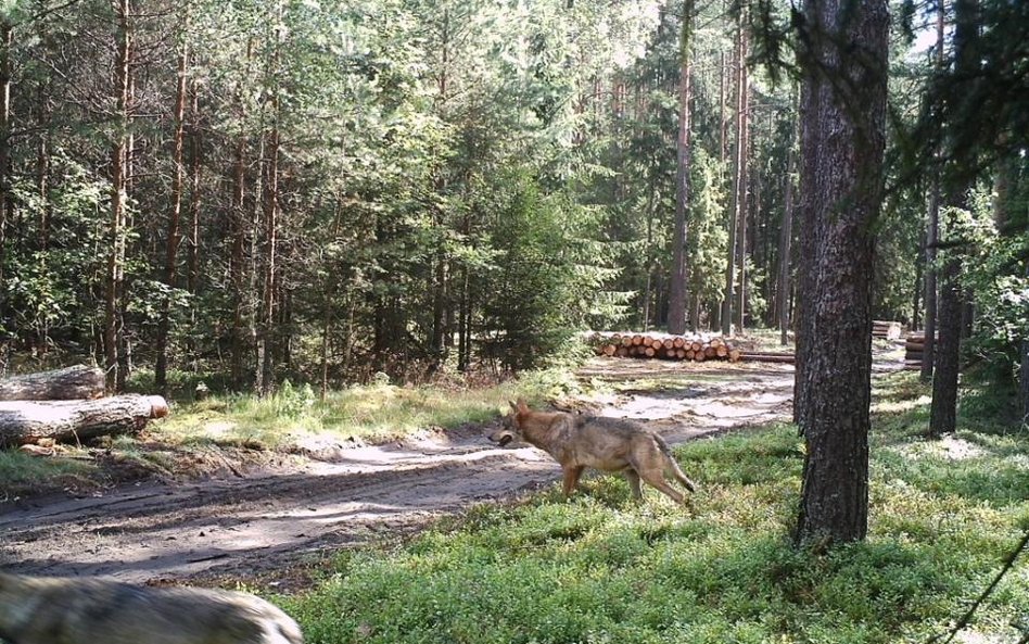 Mazurscy leśnicy sfotografowali wilki