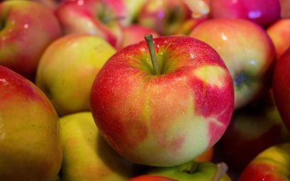 Eskimos skupi pół miliona ton jabłek na zlecenie rządu