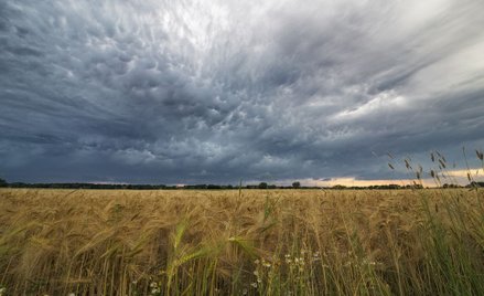 Nowelizacja przepisów uniemożliwiła rolnikom ubezpieczenie