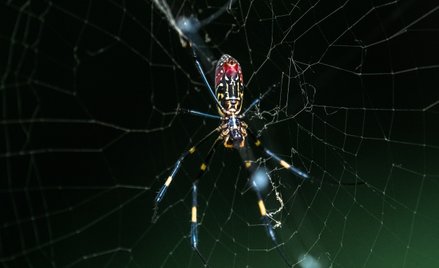 Pająk z gatunku Trichonephila clavata. Naukowcy przewidują, że w 2024 roku te zwierzęta wkroczą do N