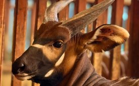 Z Niemiec przywieźli go. To Matayo, wschodni bongo