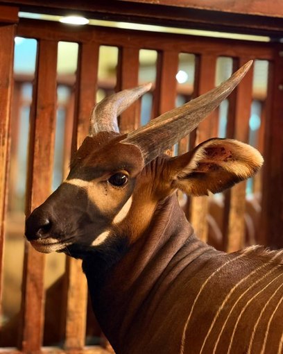 Z Niemiec przywieźli go. To Matayo, wschodni bongo