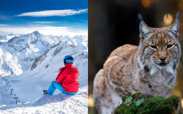 Ustawa środowiskowa: narciarze w górach będą ważniejsi niż rysie i wilki