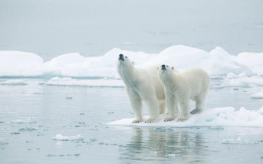 Pokrywa lodowa Arktyki szybko się zmniejsza