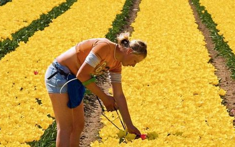 Polskie pracownice na plantacji tulipanów w Zeewolde