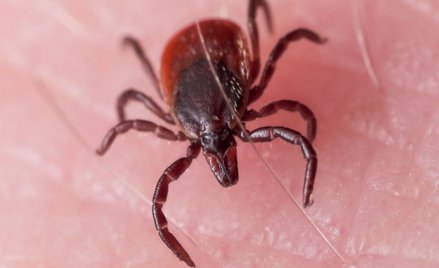 Borelioza niebezpieczniejsza niż sądzono - kleszcz może zaatakować o każdej porze roku