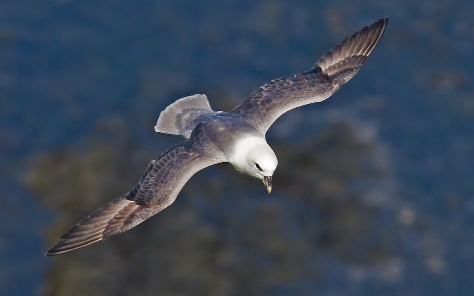 Fulmar w locie.