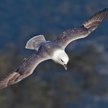 Fulmar w locie.