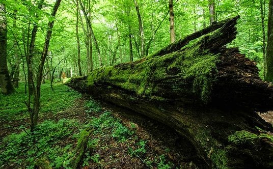 Puszcza Białowieska. Fot. FarbenfroheWunderwelt /Flickr