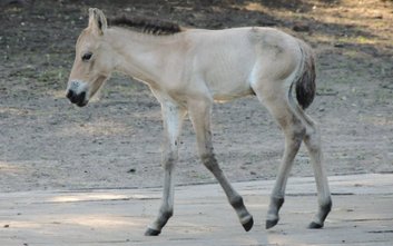 Zoo ogłosiło konkurs na imię dla samczyka