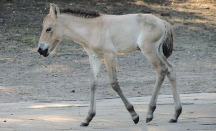 Zoo ogłosiło konkurs na imię dla samczyka