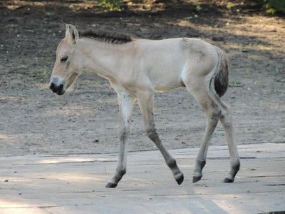 Zoo ogłosiło konkurs na imię dla samczyka