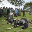 Górskie goryle często padają ofiarą kłusowników. Na zdjęciu zwierzęta nielegalnie upolowane w ubiegł