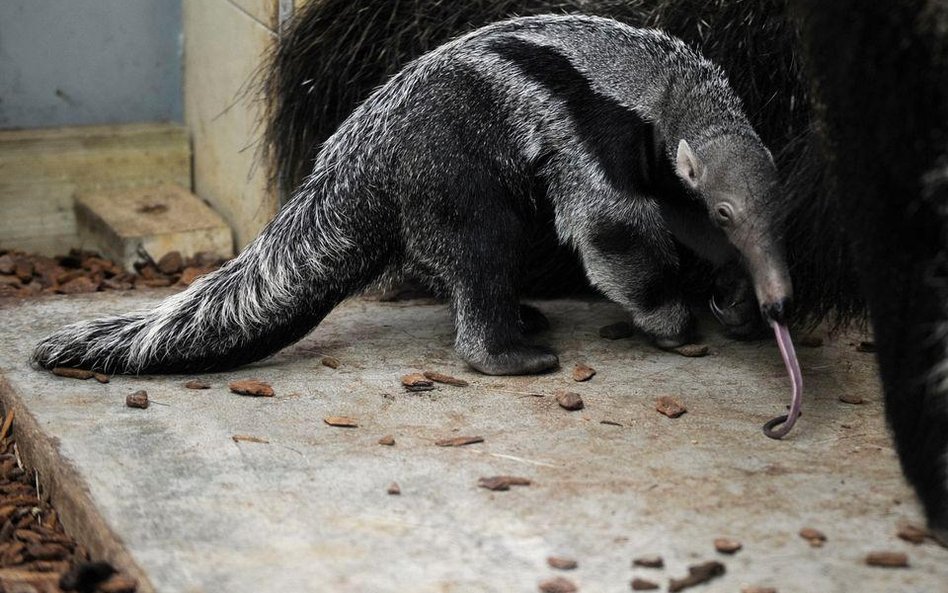 Młody mrówkojad (Myemecophaga tridactyla) z matką w zoo w Amneville (wschodnia Francja)