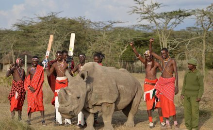 Ostatni nosorożec biały północny został uśpiony