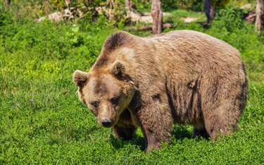 Spray na niedźwiedzie popularny, ale nieskuteczny