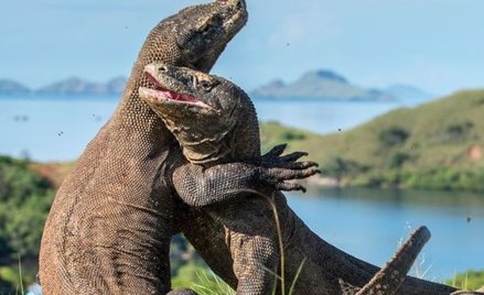 Ratowanie ginących gatunków staje się coraz trudniejsze