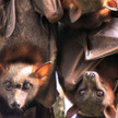 Wirus Nipah: Czy po pandemii koronawirusa zagrozi nam kolejny wirus z Azji?