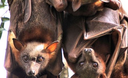 Wirus Nipah: Czy po pandemii koronawirusa zagrozi nam kolejny wirus z Azji?