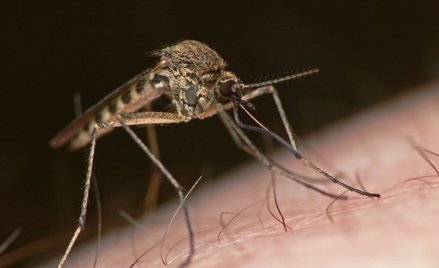 Wirus Zachodniego Nilu zabija w Grecji. Przenoszą go komary