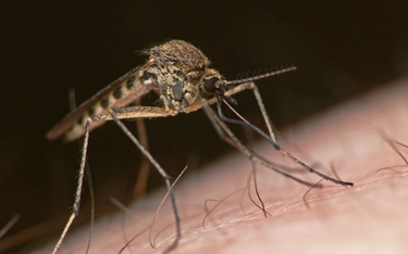Wirus Zachodniego Nilu zabija w Grecji. Przenoszą go komary