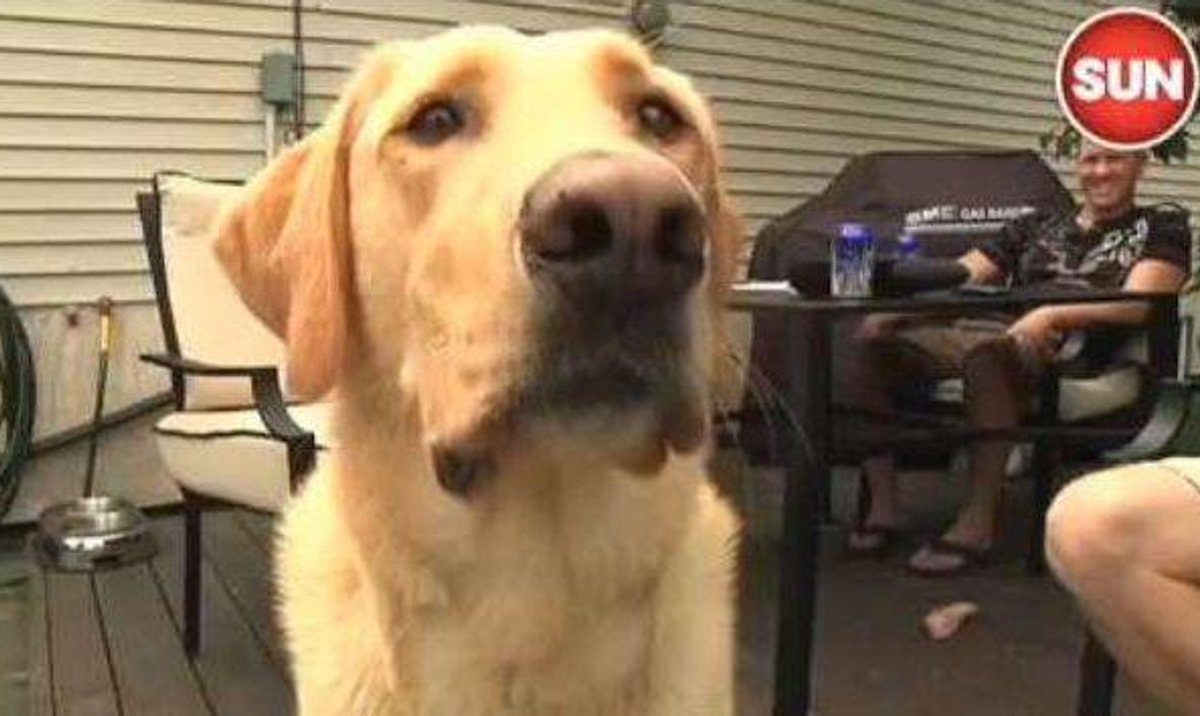 Pies przynosi piwo. Tresowany labrador Murphy z Winnipeg - rp.pl