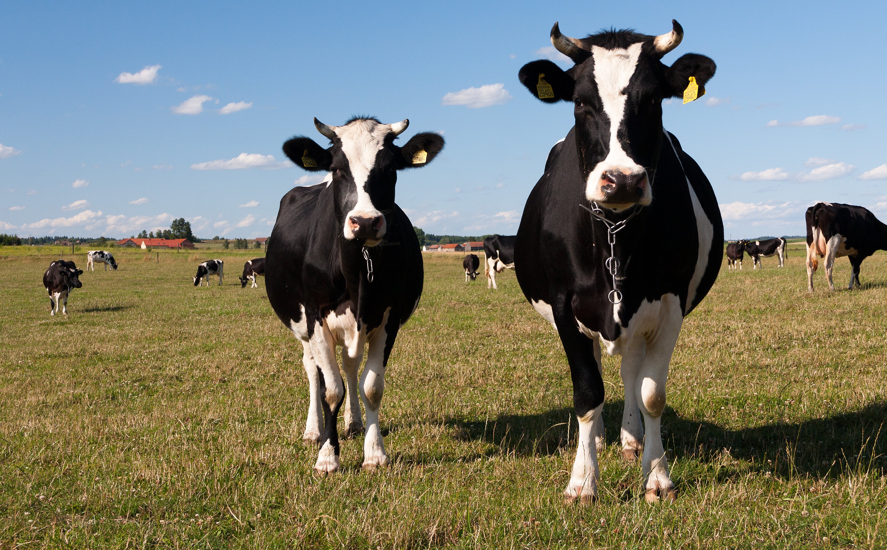 Dlaczego masowo pada bydło na Białorusi? Ukrywany powód