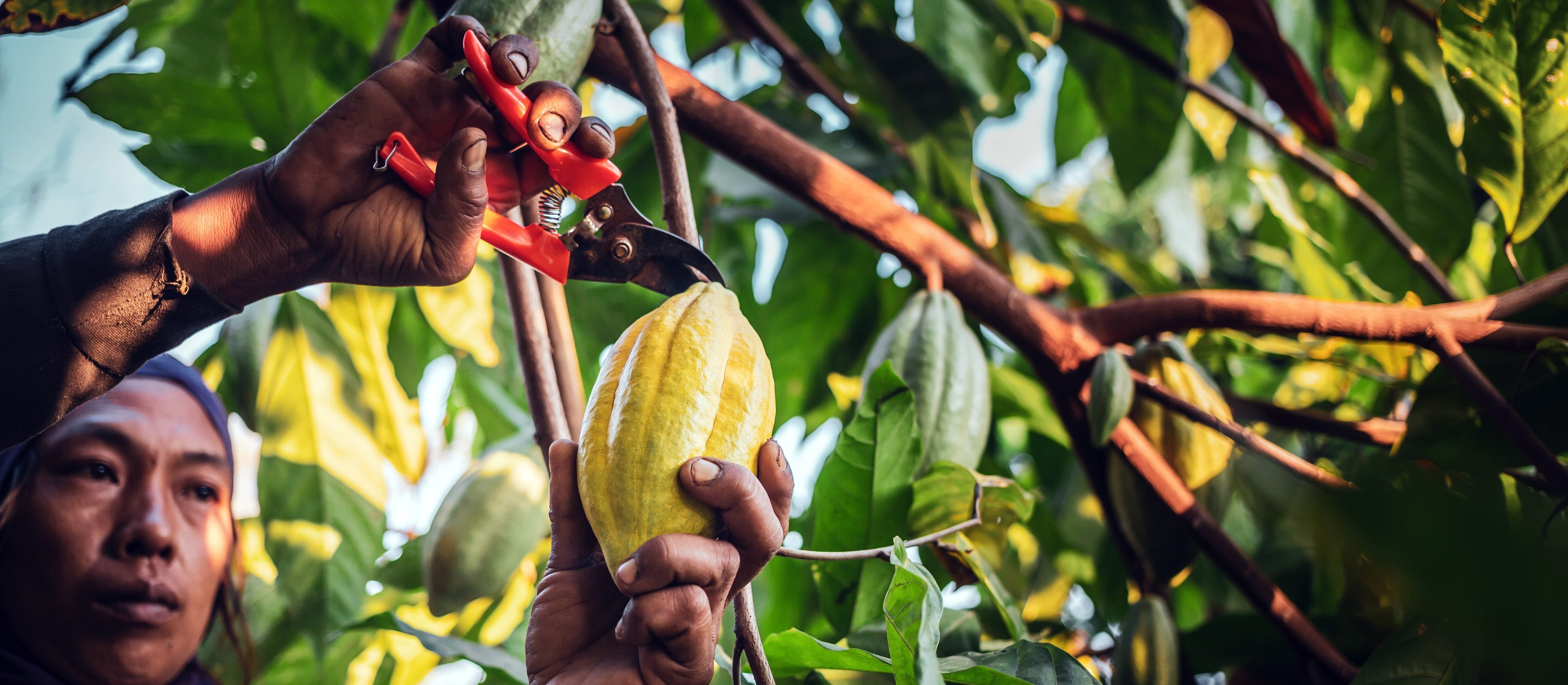Zagadka czekolady. Drożeje, choć kakao na giełdach tanieje