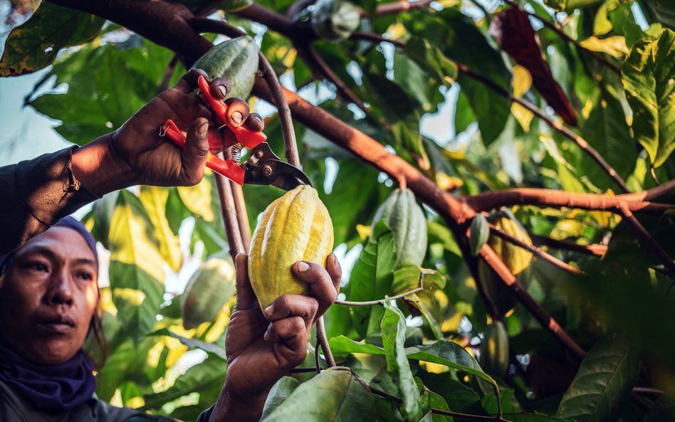 Światowe zapasy kakao są o jedną czwartą niższe niż rok temu i nic nie zwiastuje, by podaż została s