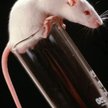 Jak udało się wyleczyć myszy z parkinsona