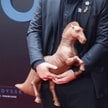 „Wstydziłabym się”. Słynna badaczka miażdży „Odyseję” Christophera Nolana