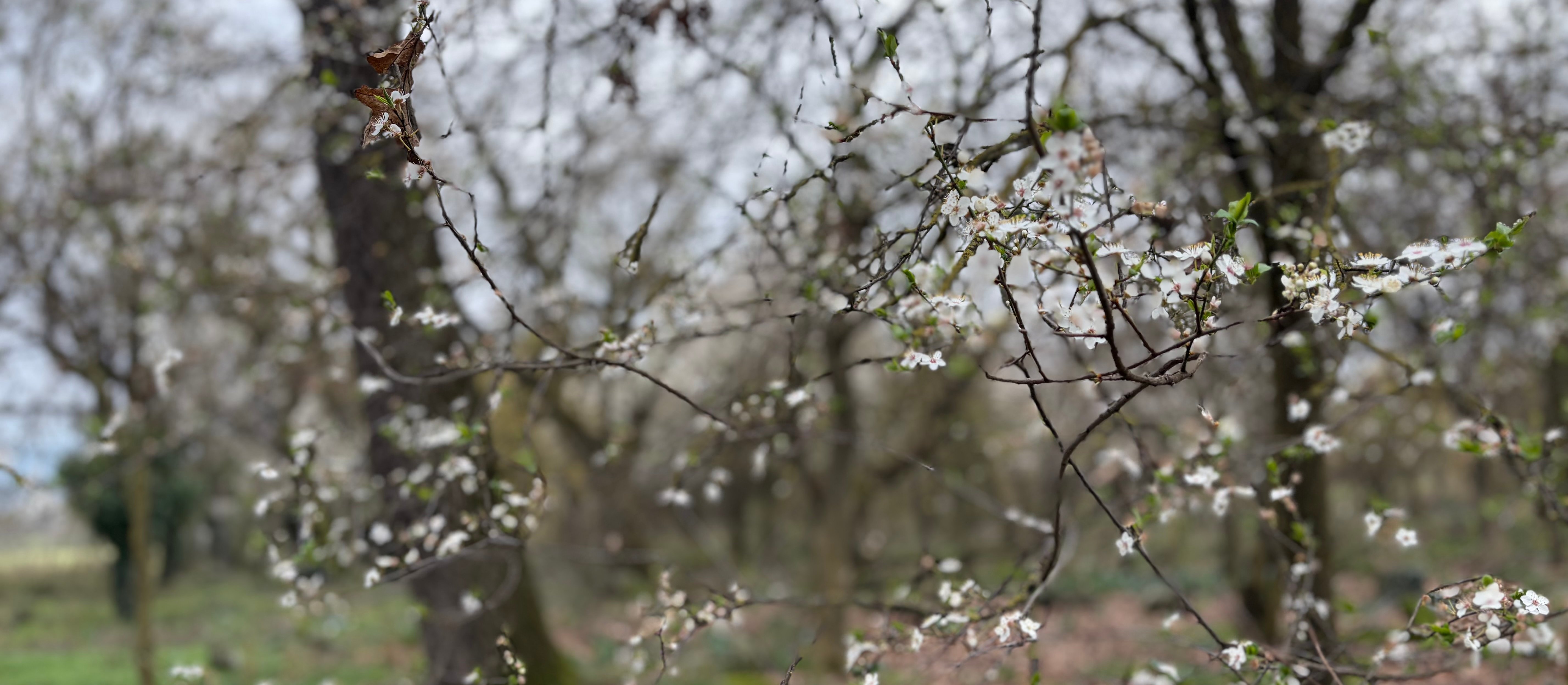 Wiosna w pogodzie jeszcze tylko przez kilka dni. Nadchodzi wyraźna zmiana