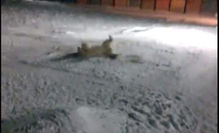 Robotnicy z wyspy Wrangla sfilmowali konającą, białą niedźwiedzicę