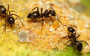 Mrówki biorą "wolne", gdy są chore