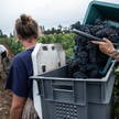 Zbiór winogron w okolicach miasta Pomerol we Francji. To jedna z najcenniejszych winiarskich apelacj