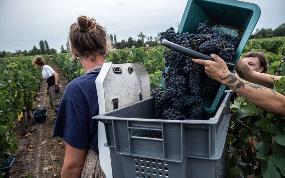 Zbiór winogron w okolicach miasta Pomerol we Francji. To jedna z najcenniejszych winiarskich apelacj