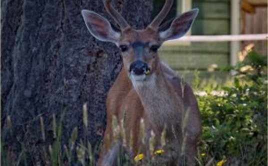 "Sarny i jelenie coraz częściej wchodzą na miejskie osiedla"