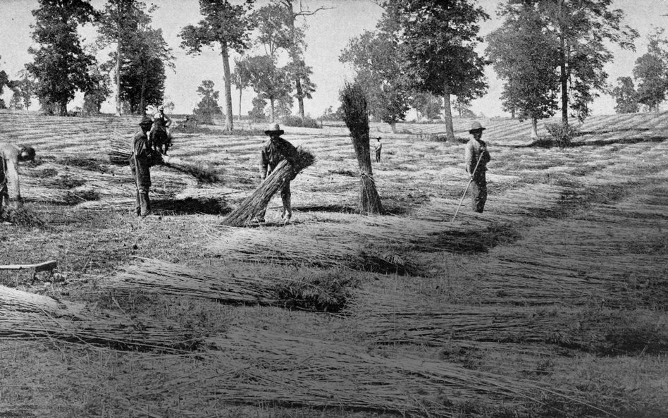 Zbiór konopi siewnych (Cannabis sativa) na plantacji w Kentucky, 1898 r.