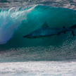 Australia: Surfer walczył z rekinem swoją deską