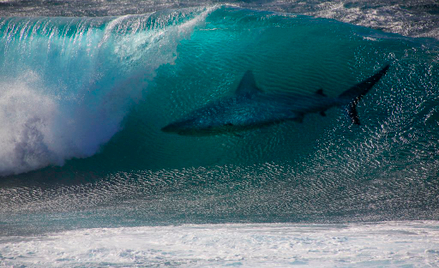 Australia: Surfer walczył z rekinem swoją deską