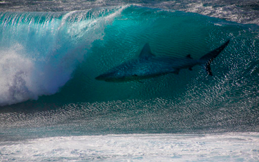 Australia: Surfer walczył z rekinem swoją deską