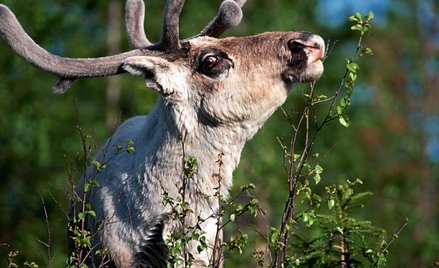 Renifery wolą zimę od lata