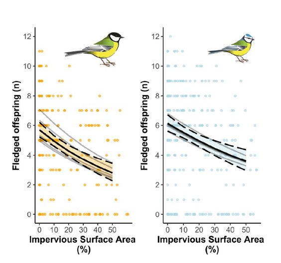 Im więcej asfaltu i betonu w środowisku, tym mniej potomstwa pomyślnie opuszcza budkę lęgową w sezon