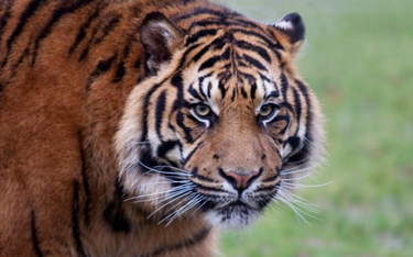 Kambodża musi importować tygrysy