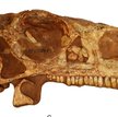 Wydrukuj sobie dinozaura